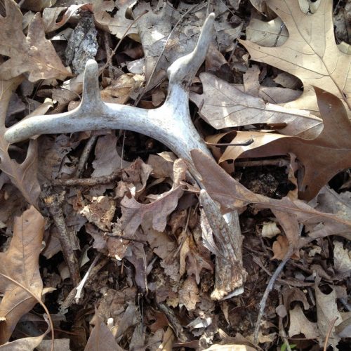 antler in dirt