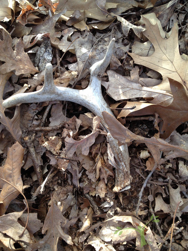 antler in dirt