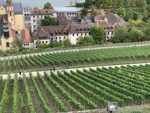 vineyards Wurzburg