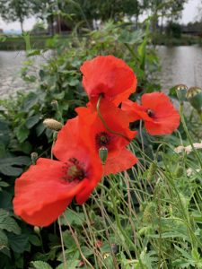 Poppies Kinderdijk