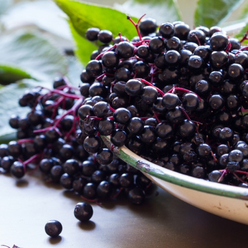 elderberries in bowl