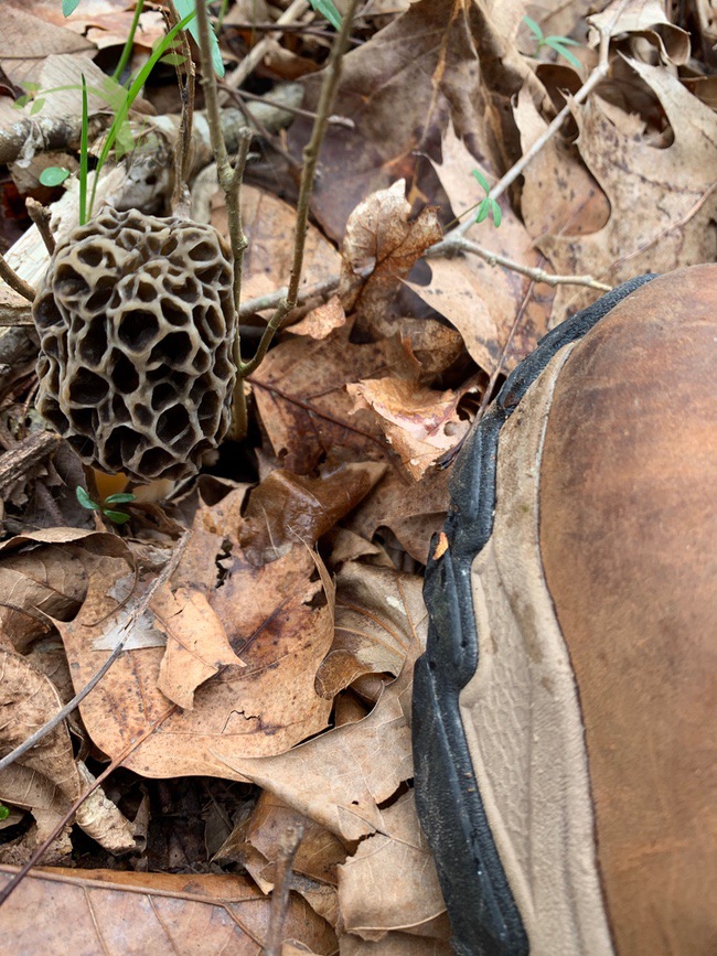 black morel Ozarks with boot