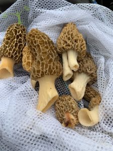 mess of morels with mesh bag