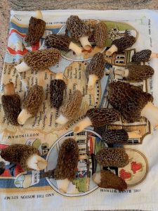 morels on tea towel drying