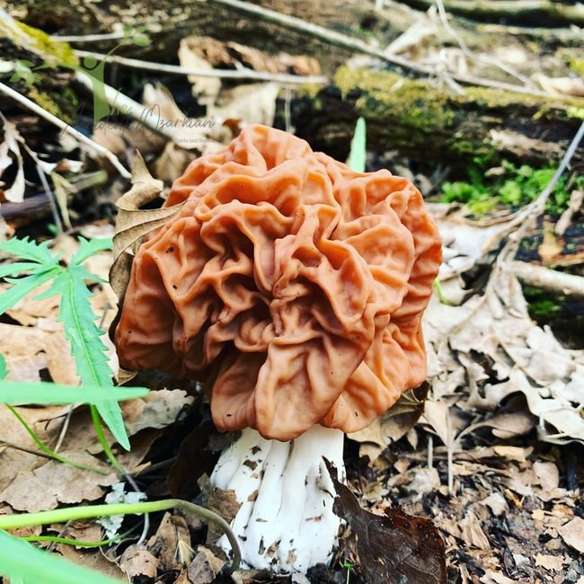 red morel found in Ozarks false morel