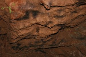 Bat in Missouri cave