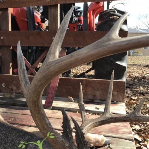 antlers deer hunting in the ozarks