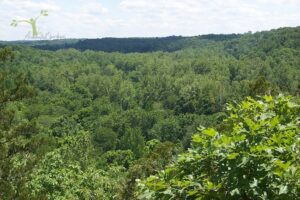 Cedar Bluff Trail view from the top