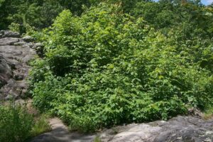 Poison ivy bush Lane Spring