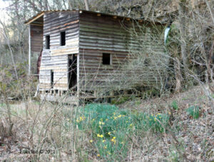 Daffodils and Falling Spring Mill