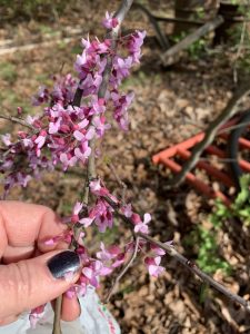 Redbud blossoms