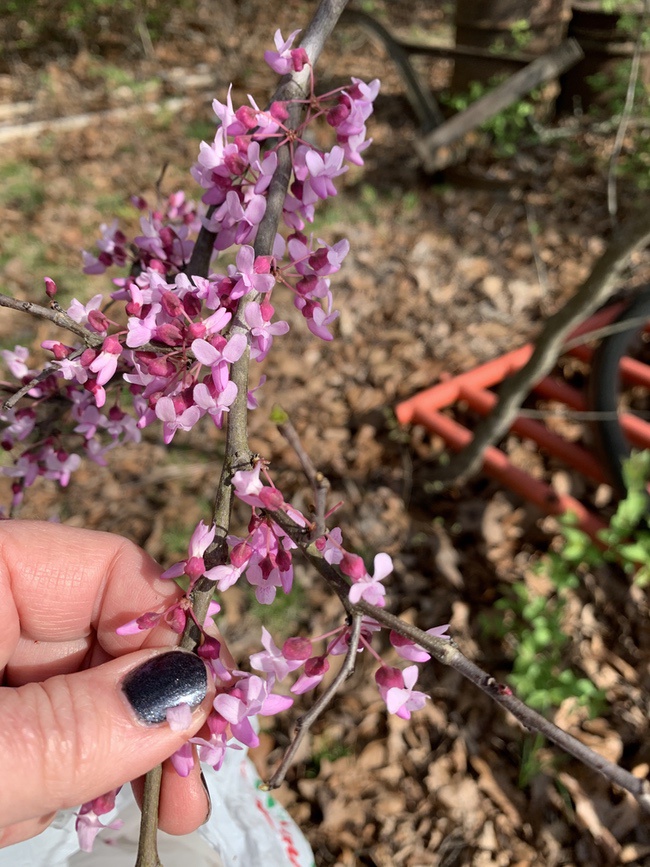 Redbud blossoms