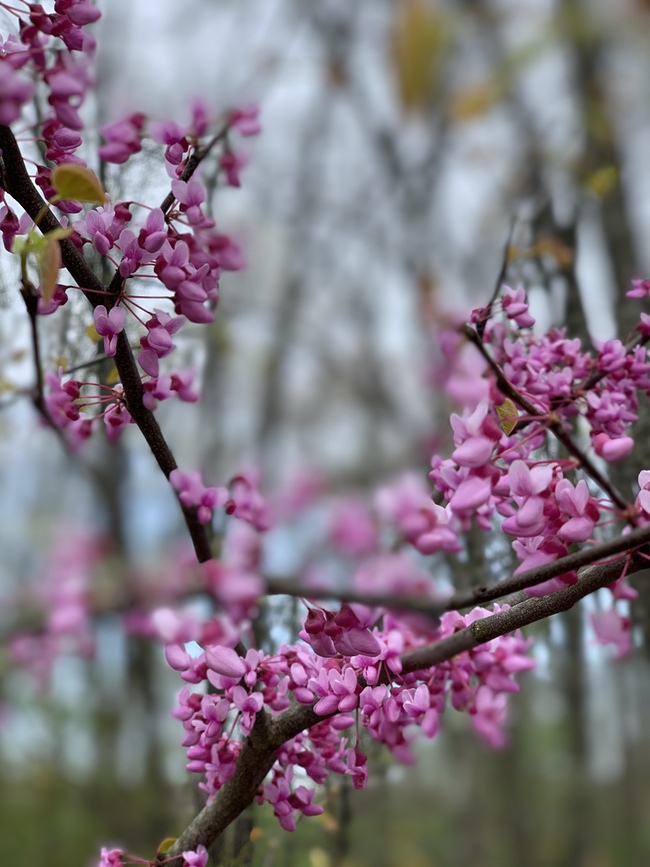 redbuds in Ozarks