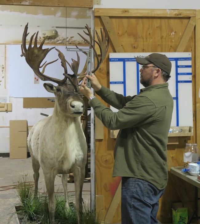 Measuring caribou antlers