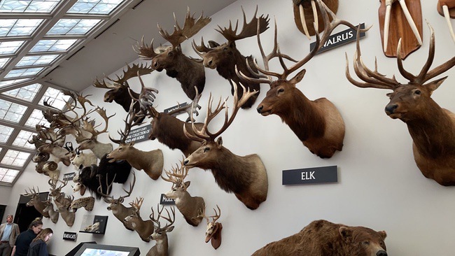 National Collection of Heads and Horns