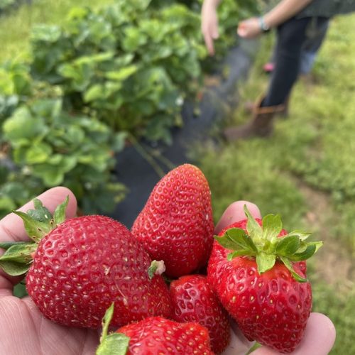 Feature simpsons family farm mountain Grove MO