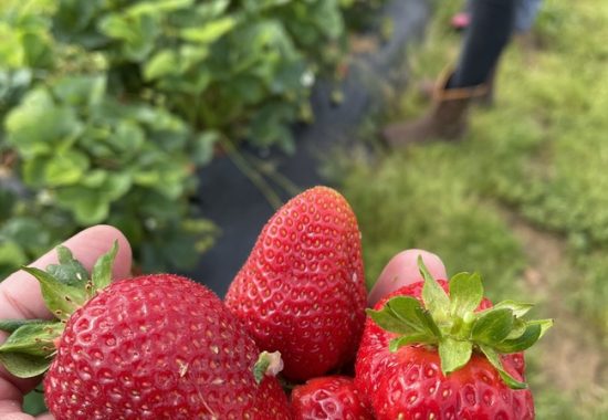 Simpsons Family Farm in Mountain Grove: A ‘Berry Good’ Life