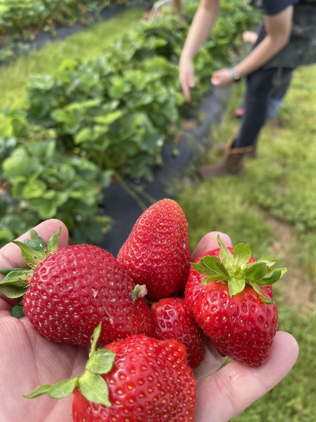 Simpsons Family Farm in Mountain Grove: A ‘Berry Good’ Life