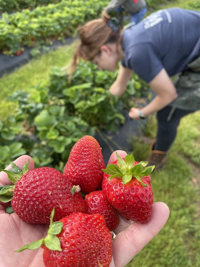 Picking at Simpsons Family Strawberry Farm