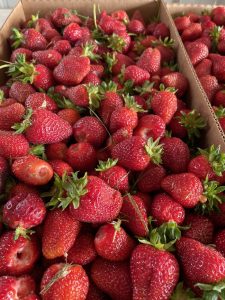 Simpsons strawberries