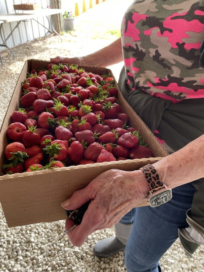 holding a box of strawberries