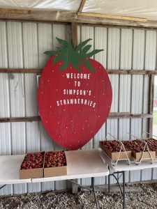 inside shed at Simpsons Family Farm