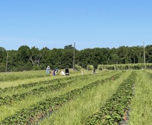strawberry rows plasticulture