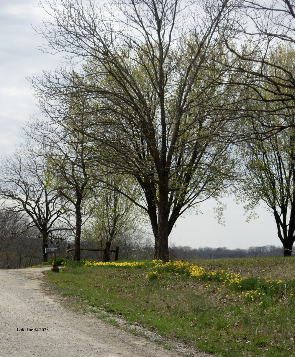country road with row of daffodils
