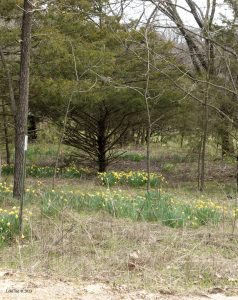 rows of daffodils missouri