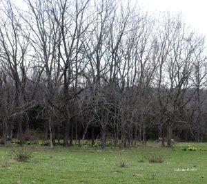 home site for daffodils