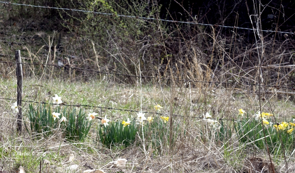 White daffs with orange and pink