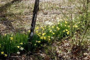 Yellow and white daffs