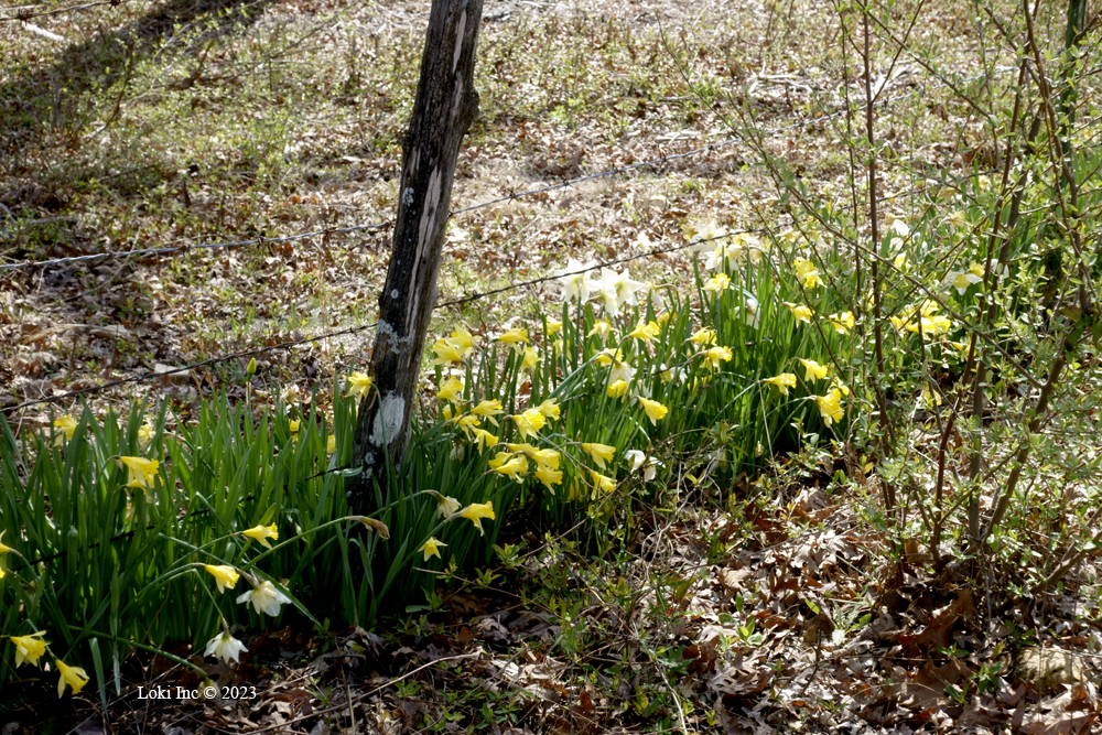 Yellow and white daffs