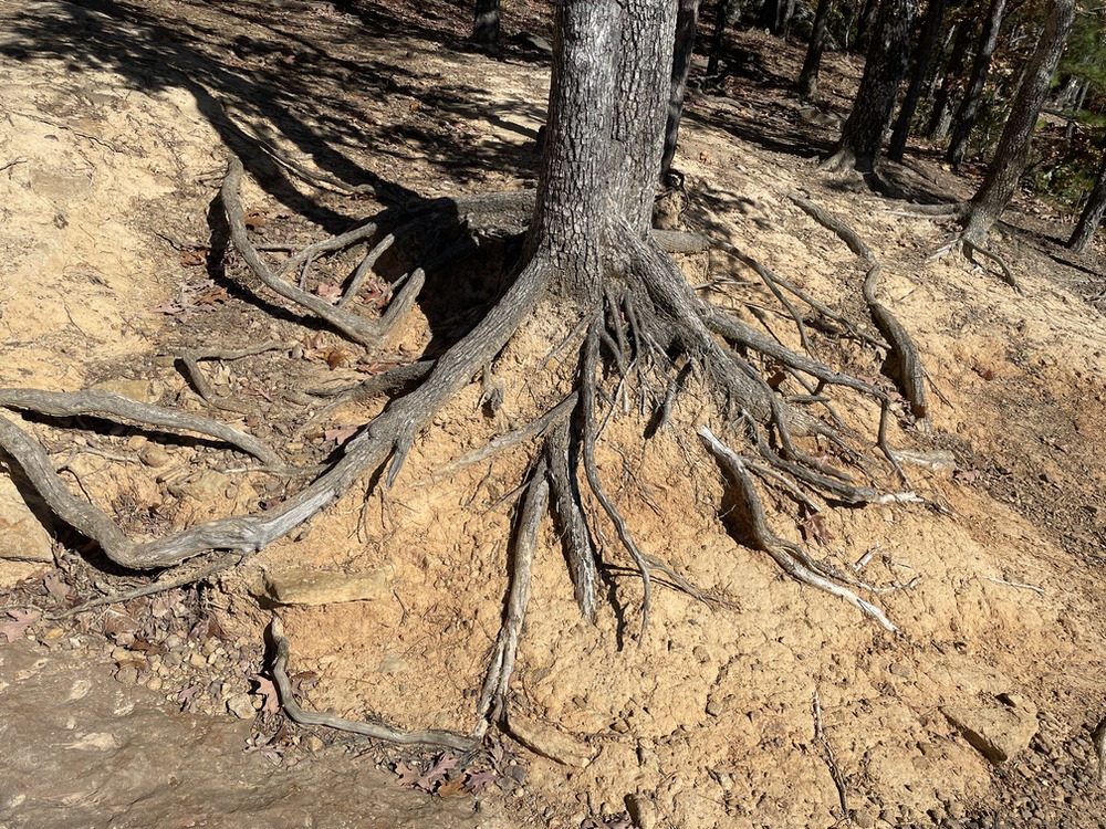 roots whitaker point trail