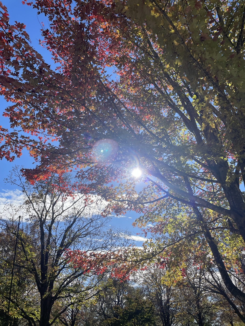 Maplewood Cemetery