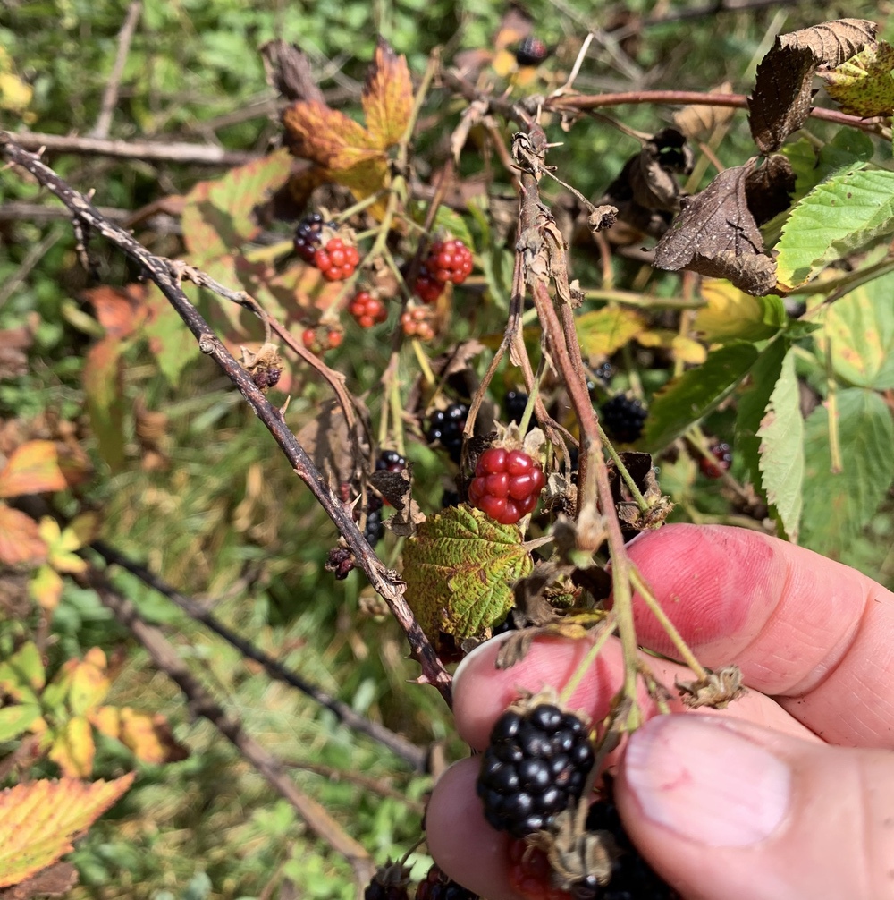 picking blackberries