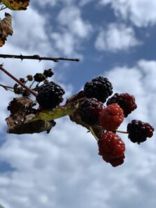 wild blackberries and sky