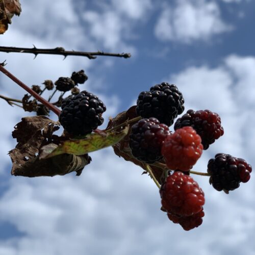 wild blackberries and sky