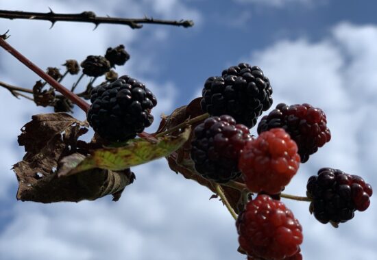 Wild Blackberries in the Ozarks