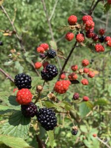 wild blackberries on the bush