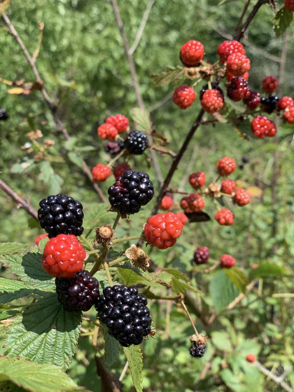 wild blackberries on the bush