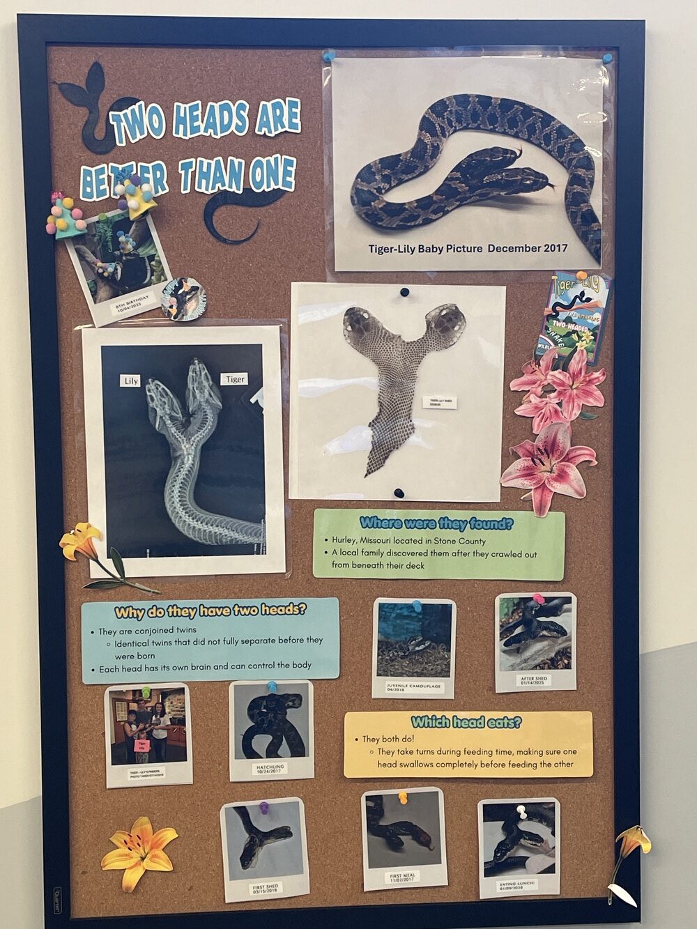 Two headed snake info at Shepherd of the Hills Conservation Education Center