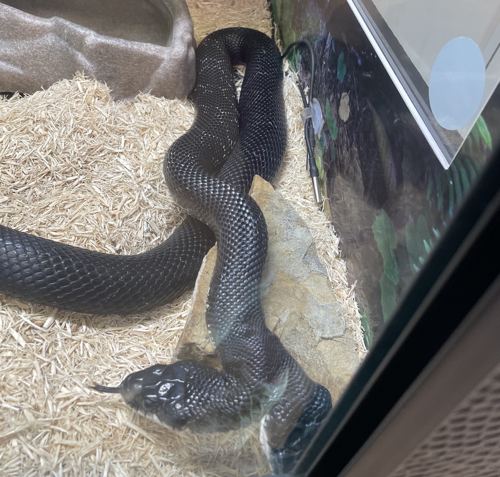 two headed ratsnake